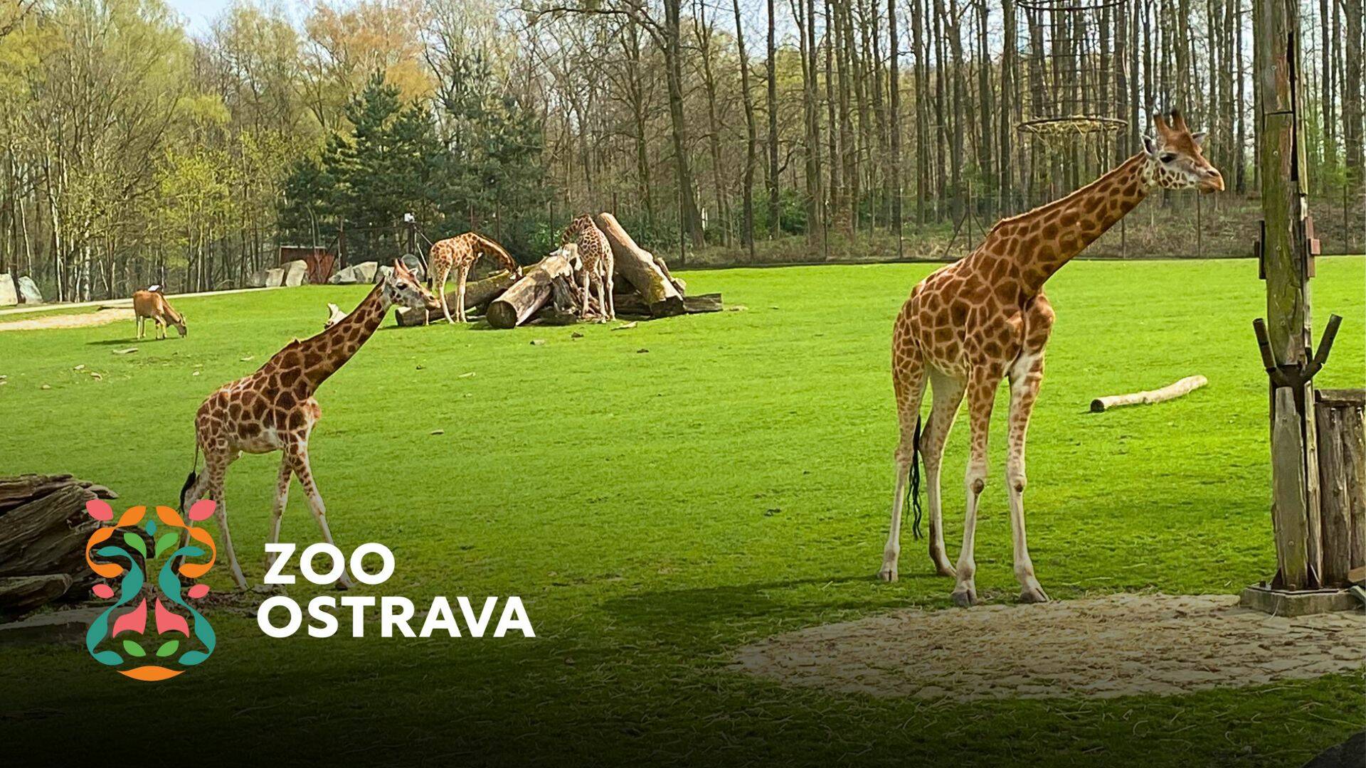 Adopce druhu žirafa Rothschildova v Zoo Ostrava