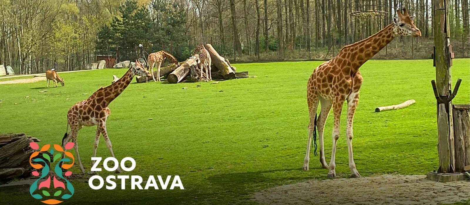 Adopce druhu žirafa Rothschildova v Zoo Ostrava
