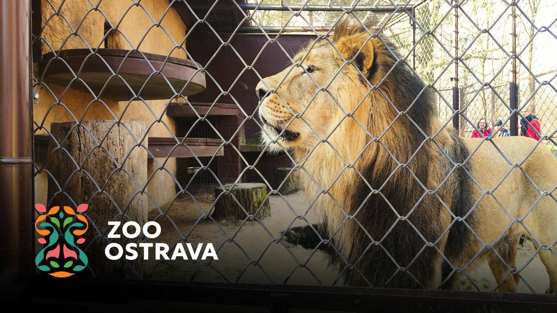 Symbolická adopce lva indického v Zoo Ostrava