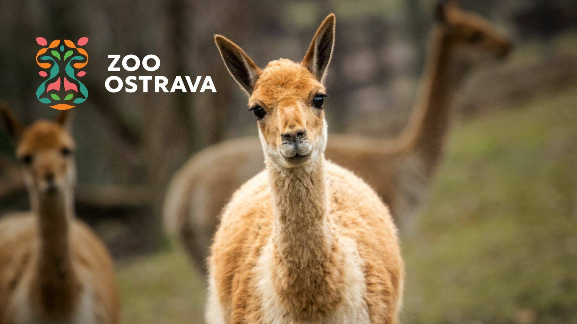 Adopce lamy vikuňa v Zoo Ostrava